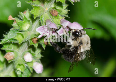 Digger Biene, Anthophora abrupta, Nahrungssuche auf Ouachita Hedge - Brennnessel, Stachys iltisii Stockfoto