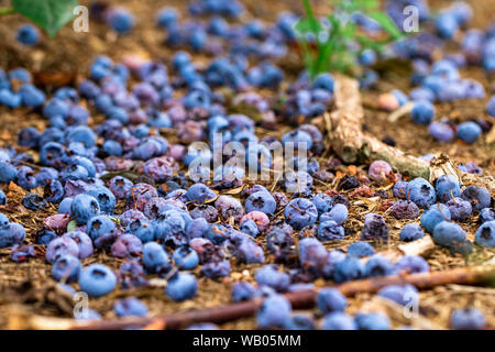 Heidelbeeren, die die Bush verliebt haben und auf dem Boden Stockfoto