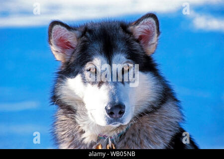 Kopf Portrait von wunderschönen Alaskan Malamute Hund, im Winter, aus der Nähe. Stockfoto