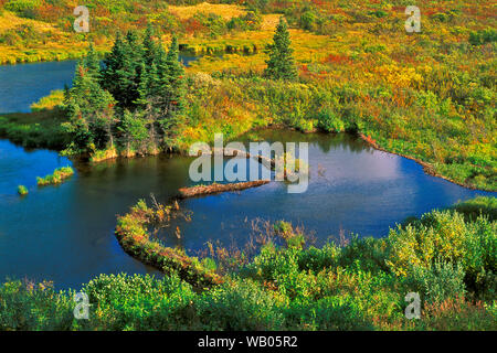 Tundra Teich mit alten Beaver Dam, Sträucher in herbstlichen Farben, British Columbia, Kanada Stockfoto