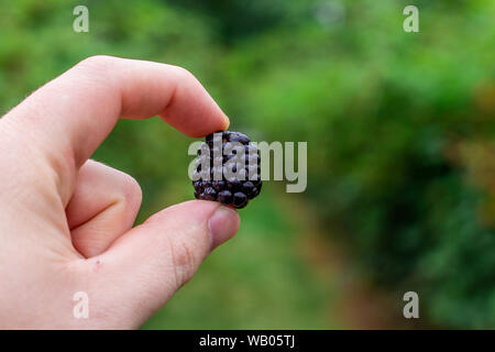 Ein Black Berry in einer Hand Stockfoto
