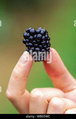 Ein Black Berry in einer Hand Stockfoto