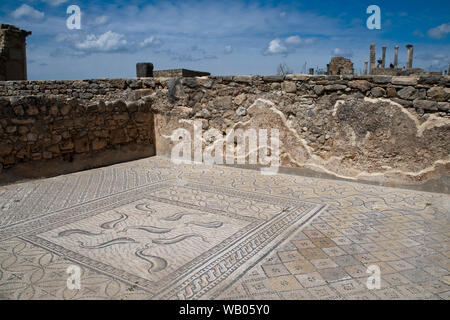 Volubilis Marokko, Dolphin Bodenmosaik in der römischen Villa Stockfoto