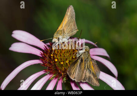 Kreuzlinien-Skipper, Limochores origenes, männlich (oben) und Tawny-Edge Skipper, Polites themistocles, männlicher Nektaring aus violettem Koneflower Stockfoto