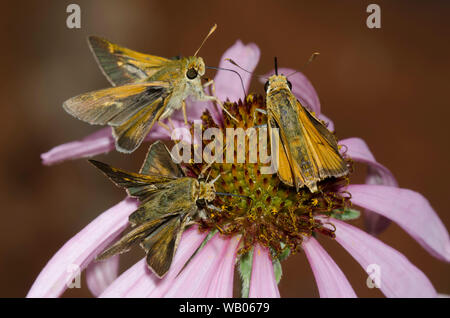 Kreuzlinien-Skipper, Limochores origenes, männlich, Tawny-Edge Skipper, Polites themistocles, männlich und Delaware Skipper, Anatrytone logan, männlich nektarend Stockfoto