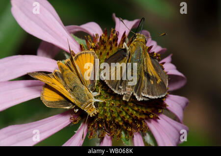 Tawny-umrandete Skipper, Polites Themistokles, männlich, und Delaware Skipper, Anatrytone Logan, männliche nectaring aus Sonnenhut, Echinacea angustifolia Stockfoto