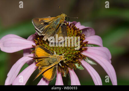 Tawny-umrandete Skipper, Polites Themistokles, männlich, und Delaware Skipper, Anatrytone Logan, männliche nectaring aus Sonnenhut, Echinacea angustifolia Stockfoto