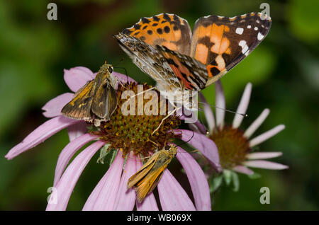 Tawny-umrandete Skipper, Polites Themistokles, männlich, Delaware Skipper, Anatrytone Logan, männlich und Amerikanische Lady, Vanessa, nectaring virginiensis Stockfoto