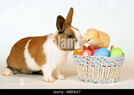 Inländische Hase mit Küken im Korb von farbigen Eier Stockfoto