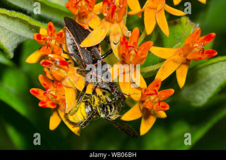 Biene Assassin, Apiomerus sp., Fütterung auf erfasst das Blatt-Cutter Bee, Megachile sp., auf orange Seidenpflanze, Asclepias tuberosa Stockfoto