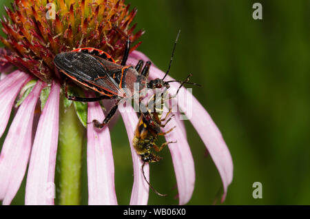 Biene Assassin, Apiomerus sp., Fütterung auf erfasst Blume Longhorn, Familie Cerambycidae, Sonnenhut, Echinacea angustifolia Stockfoto