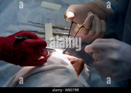 Chirurgie in der zahnmedizinischen Klinik. Arzt näht, eine Wunde im Mund des Patienten nach der Operation in der Zahnklinik. Stockfoto