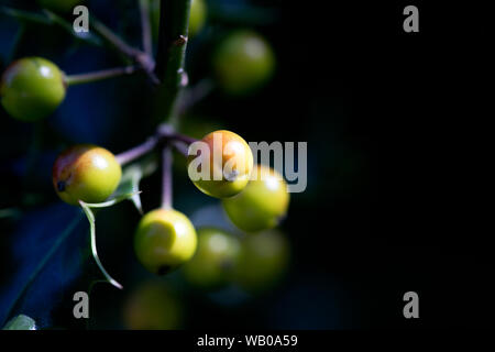 Wilde kleine Früchte in der Natur 50 Megapixel hochwertige aquifoliaceae Ilex aquifolium Familie Stockfoto