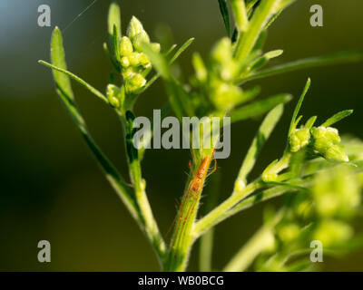 Orange Farbe lange Backen Orbweaver Spinne, Tetragnatha, auf pflanzlichen Stammzellen. Italien. Stockfoto