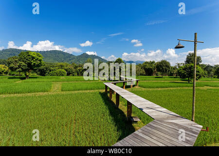 Reisfeld Pfad, Chiang Rai, Thailand Stockfoto