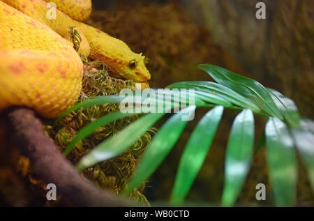 Gelbe Eyelash Viper Stockfoto