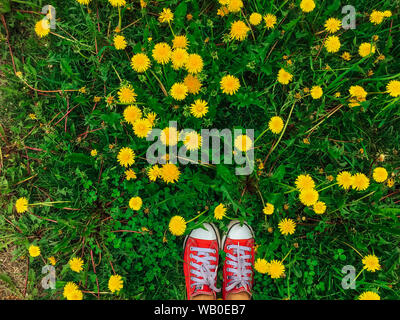 Die Füße der Frau in Rot sneakers Schuhe stehen auf dem Gras mit wachsenden Löwenzahn Stockfoto