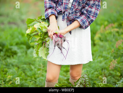 Frau mit einem reife rote Bete. Die lokale Landwirtschaft, Ernte Konzept Stockfoto