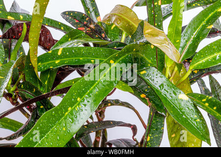 Blatt von Codiaeum variegatum Baum Croton Pflanze, bunte grüne und gelbe Blätter auf weißem Hintergrund. Stockfoto