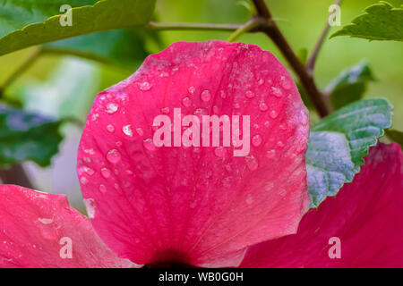 Wassertropfen auf Roten Hibiskus Blume Blütenblatt. Stockfoto