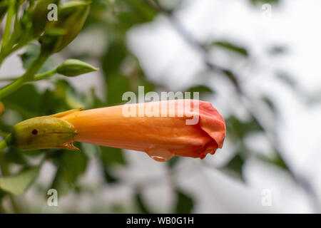 Schöne Knospe der Chinesischen Trompete Weinstock Blume. Stockfoto