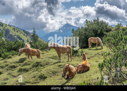 Berühmte Haflinger-Pferde auf einer Alm im Tannheimer Tal, Österreich Stockfoto