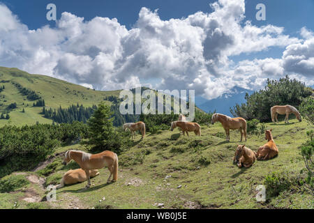 Berühmte Haflinger-Pferde auf einer Alm im Tannheimer Tal, Österreich Stockfoto