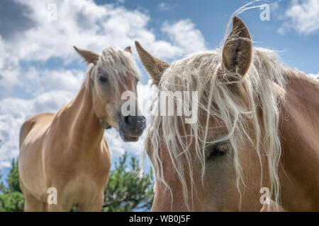 Berühmte Haflinger-Pferde auf einer Alm im Tannheimer Tal, Österreich Stockfoto