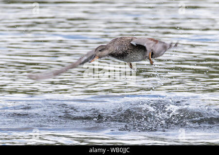 Eclipse männlichen Schnatterente, Mareca strepera, take-off, RSPB Roggen Meads Nature Reserve, Hertfordhire, Großbritannien Stockfoto