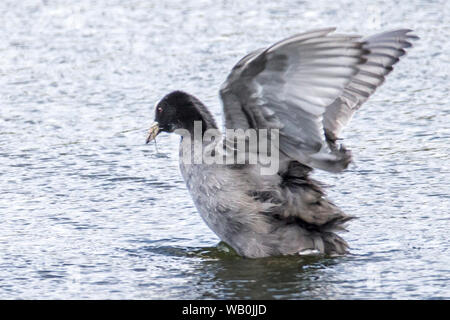 Blässhuhn, aka Gemeinsame Blässhuhn, Eurasian Coot, Fulica atra, RSPB Roggen Meads Nature Reserve, Hertfordhire, Großbritannien Stockfoto