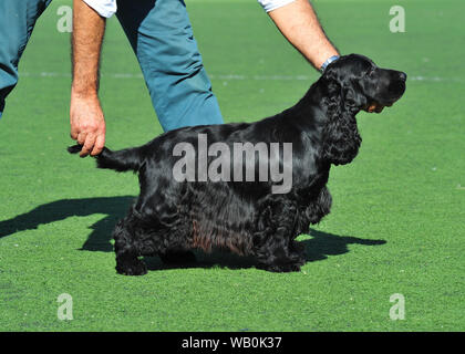 Schwarz English Cocker Spaniel Stockfoto