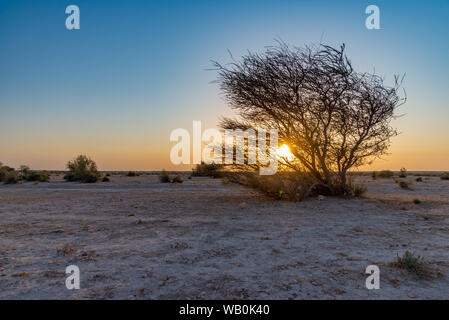 Silhouette einer Akazie mit Perfect Blue Sky in den Qatar Wüste bei Sonnenuntergang Stockfoto