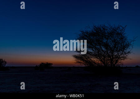 Silhouette einer Akazie mit perfekter deep blue sky in den Qatar Wüste in der Dämmerung Stockfoto