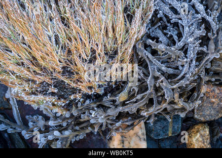 Nahaufnahme der detaillierte Aufbau von gefrorenen Algen und Steine am Strand im Winter, Norwegen Stockfoto