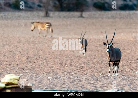 Zwei Orynx widerwillig nähert sich ein Wasserloch in der Nähe des Cha-re Campingplatz in das Khomas Region, Namibia. Stockfoto