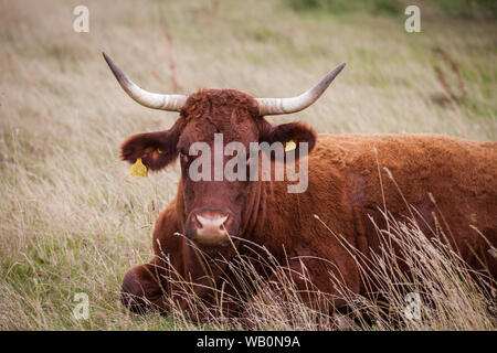 Rote Rubinkühe Stockfoto