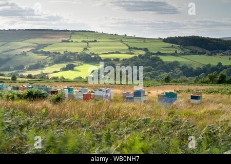 Heather in der Blüte auf Spaunton Moor, in der Nähe von Egton Dorf auf der North Yorkshire Moors National Park, Großbritannien. Stockfoto