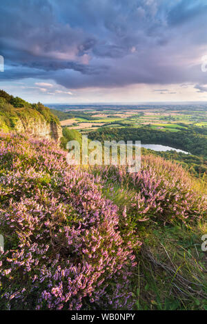 Heather in der Blüte bei Sonnenuntergang über dem See Gormire und Whitestone Felsen, in der Nähe von Thirsk am östlichen Rand der North Yorkshire Moors. Stockfoto