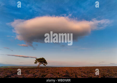 Heather in der Blüte auf Spaunton Moor, in der Nähe von Egton Dorf auf der North Yorkshire Moors National Park, Großbritannien. Stockfoto