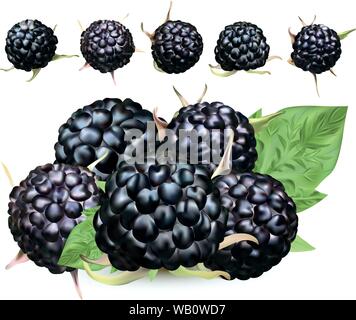 Frische blackberry auf weißem Hintergrund. Sammlung reife Schwarze Himbeere mit grünen leaft. Sommer berry hautnah. Vector Illustration. Stock Vektor
