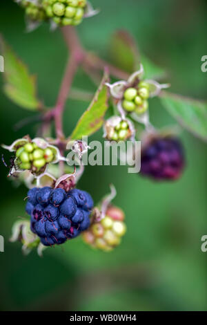 Zweig mit unreife und reife Brombeeren Stockfoto