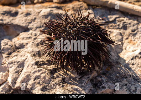 Trockene urchin auf einem Felsen von einem Strand. Sonnenlicht alle Stacheln. Typische Kreatur im Wasser der Adria. Umag, Kroatien. Stockfoto