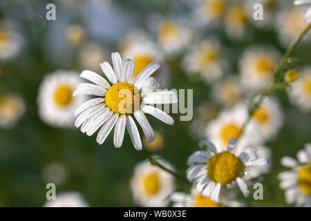 Kamille Blume mit Wassertropfen auf dem Hintergrund der Kamille Garten. weißen Blüten der Kamille Kamille. Matricaria Chamomilla oder Chamaemel Stockfoto