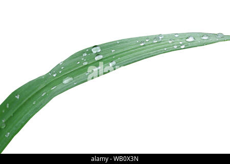 Lange grüne Blätter, Gras mit Tautropfen auf weißem Hintergrund abgedeckt Stockfoto
