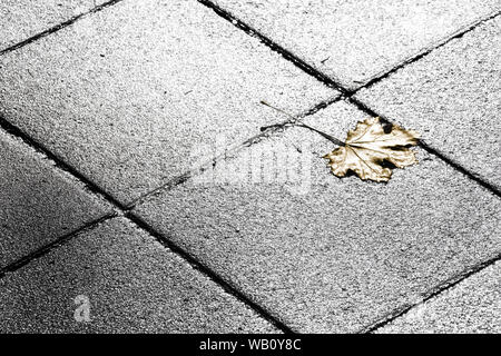 Golden gefallen Blatt auf der Straße in Schwarz und Weiß Stockfoto