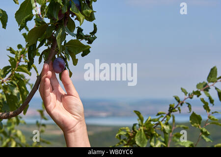 Weibliche Hand halten und mit der Ernte der Pflaume aus einem Ast mit Blätter auf einer klaren sonnigen Tag Stockfoto