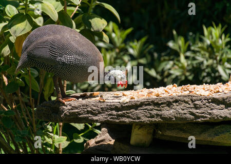 Elmeted reichnowi guineafowl (Numida meleagris) Suchen nach Nahrung, Naivasha, Kenia Stockfoto