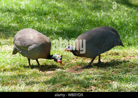 Elmeted reichnowi guineafowl (Numida meleagris) Suchen nach Essen im kurzen Gras, Naivasha, Kenia Stockfoto