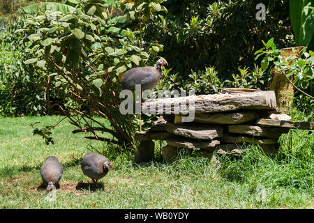 Elmeted reichnowi guineafowl (Numida meleagris) Suchen nach Essen im kurzen Gras, Naivasha, Kenia Stockfoto