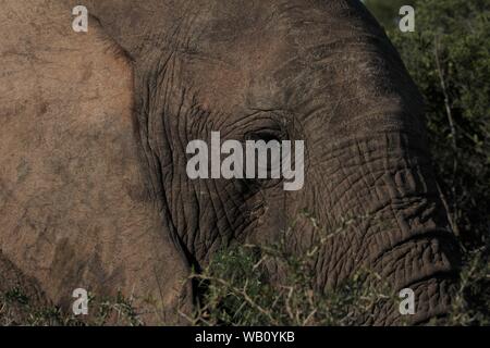 Afrikanischer Elefant (Loxodonta africana) am Addo Elephant National Park, Südafrika Stockfoto